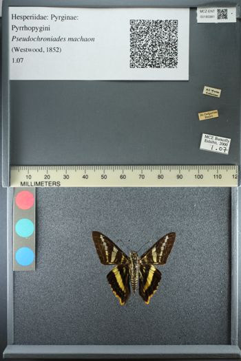 Media type: image;   Entomology 185981